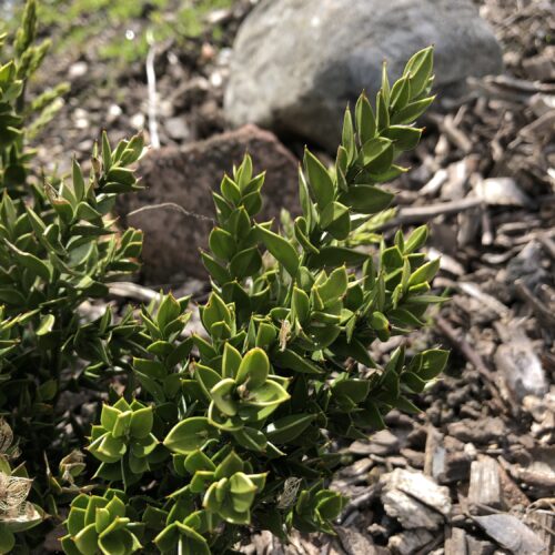 BUTCHERS BROOM