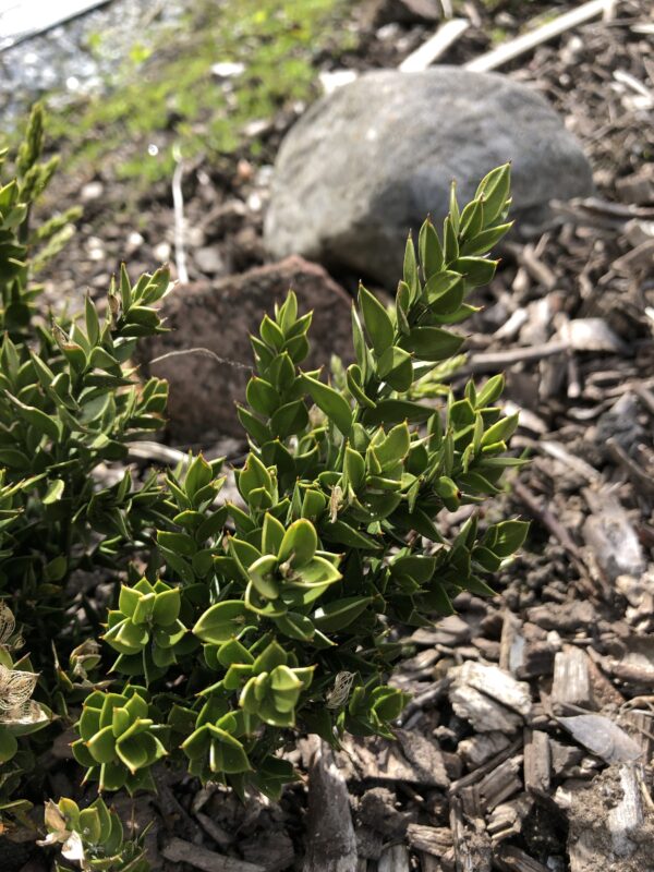 BUTCHERS BROOM