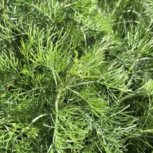 CAMPHOR BUSH