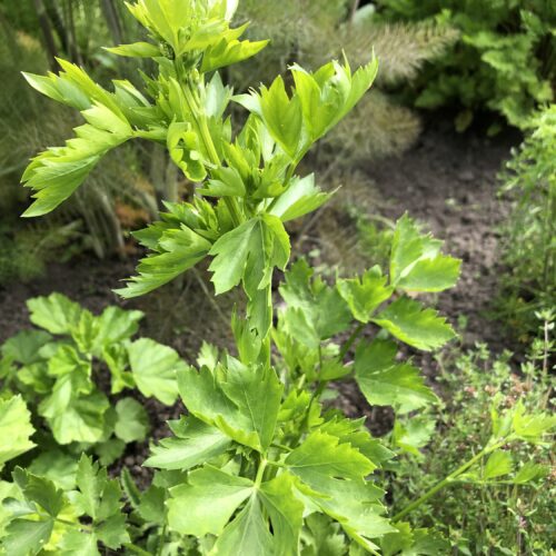 CELERY HERB