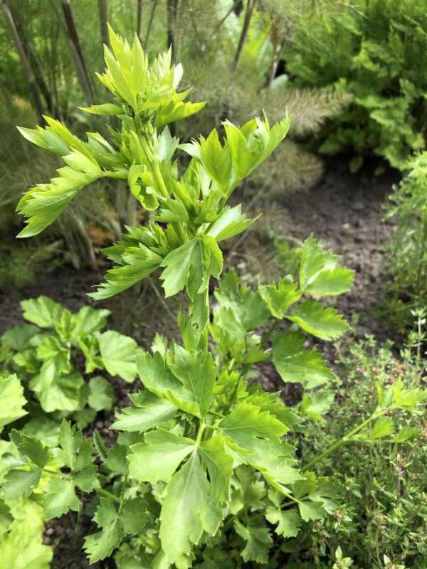 img_6296 CELERY HERB
