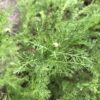 CHAMOMILE, ROMAN or COMMON