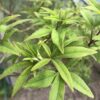 CHASTE TREE
