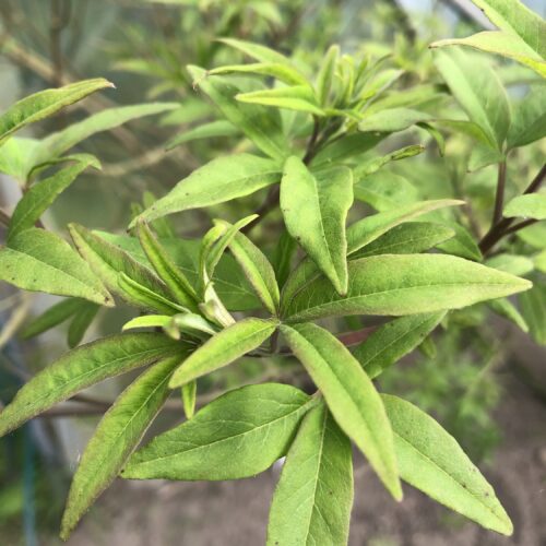 CHASTE TREE