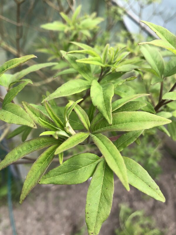 CHASTE TREE