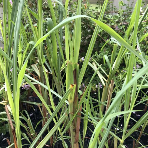 CITRONELLA