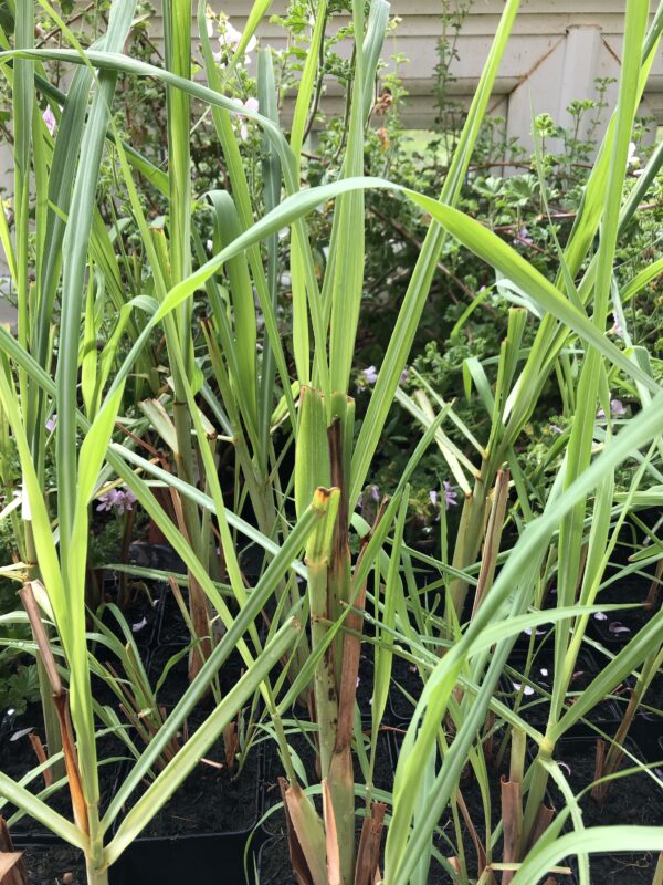 CITRONELLA