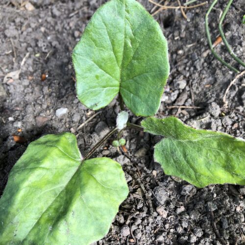 COLTSFOOT