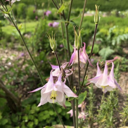 COLUMBINE