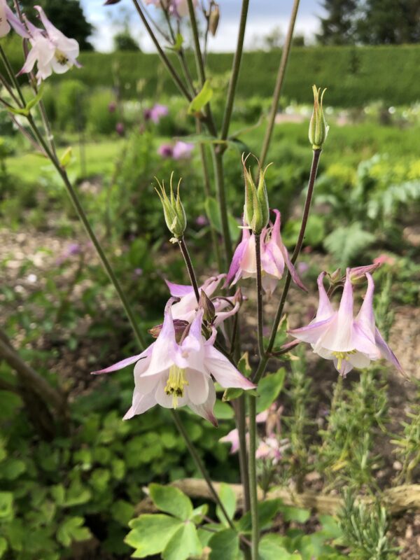 img_6301 COLUMBINE