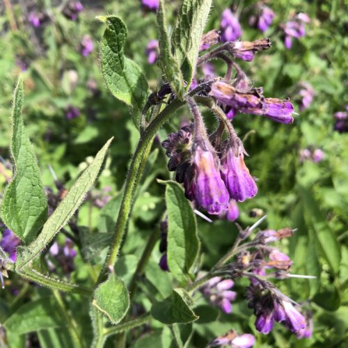 COMFREY, RUSSIAN