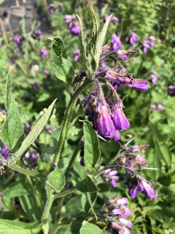 img_6304 COMFREY, RUSSIAN