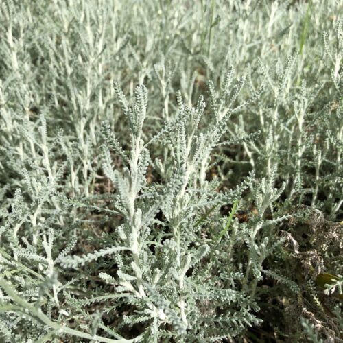 COTTON LAVENDER