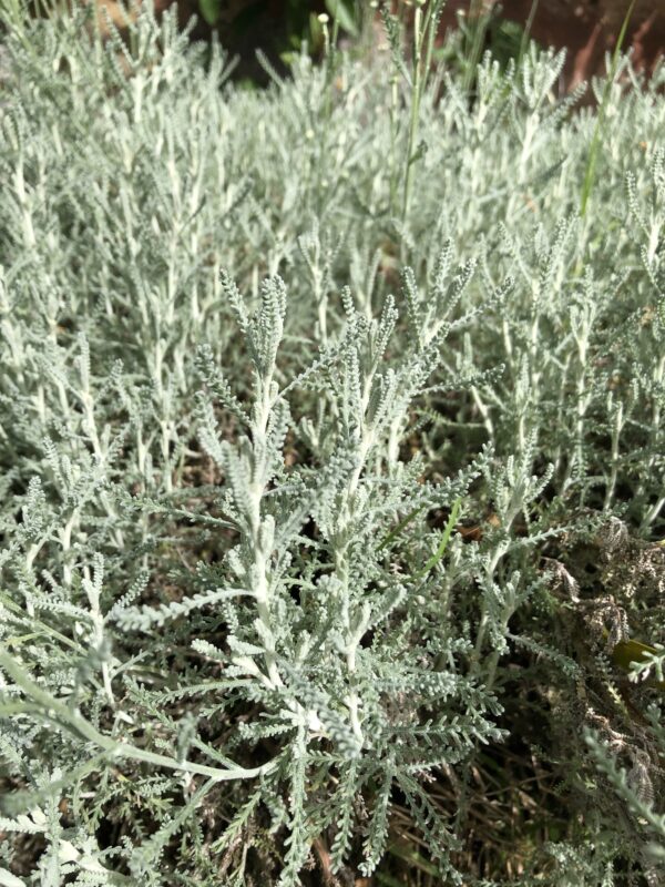 COTTON LAVENDER
