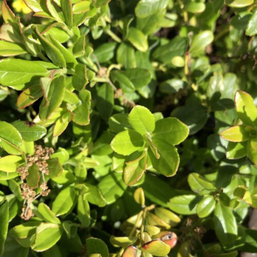 COWBERRY / LINGONBERRY