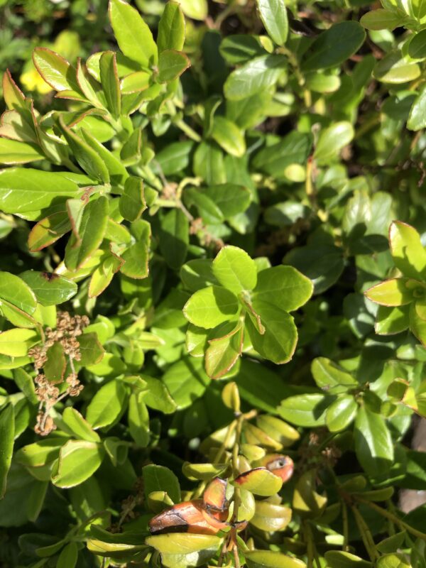 COWBERRY / LINGONBERRY