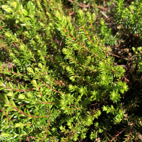 CROWBERRY