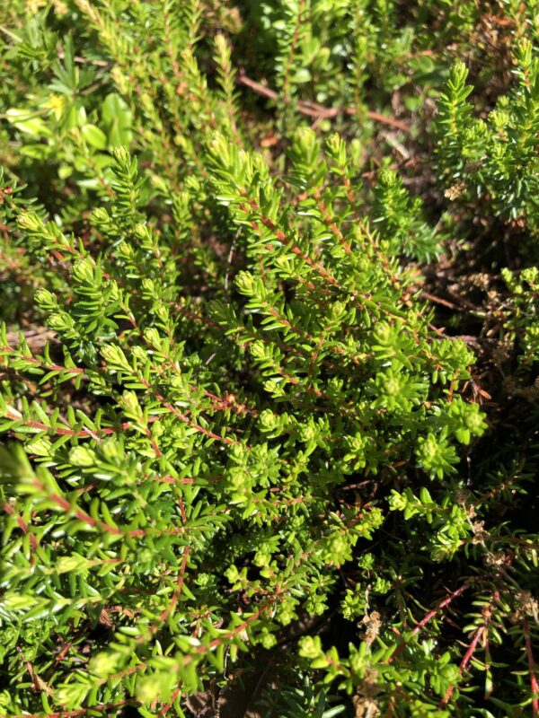 img_6309 CROWBERRY