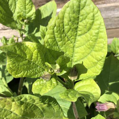 DEADLY NIGHTSHADE