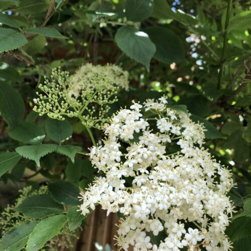 ELDER