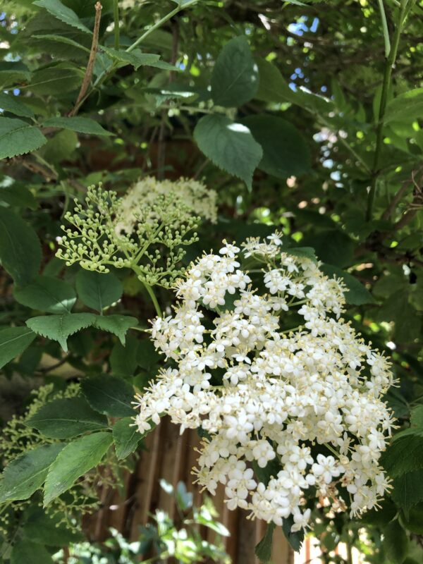 img_6315 ELDER
