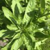EVENING PRIMROSE