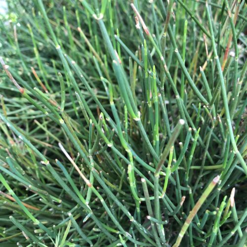 EPHEDRA DISTACHYA