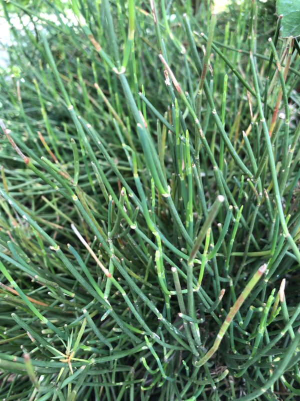 EPHEDRA DISTACHYA