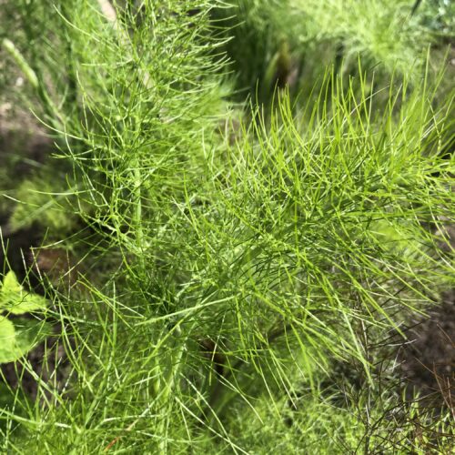FENNEL, GARDEN