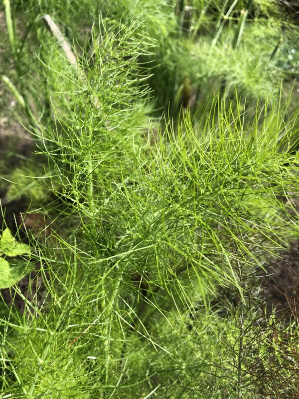 FENNEL, GARDEN
