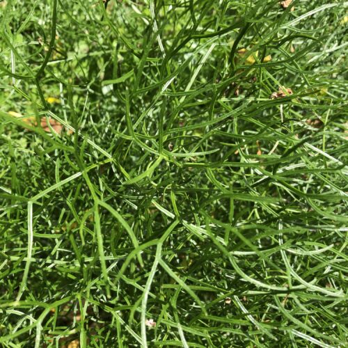 FENNEL, GIANT
