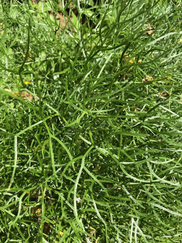 FENNEL, GIANT