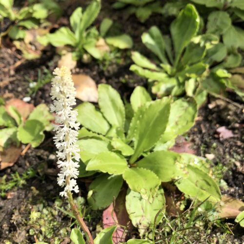 FALSE UNICORN ROOT
