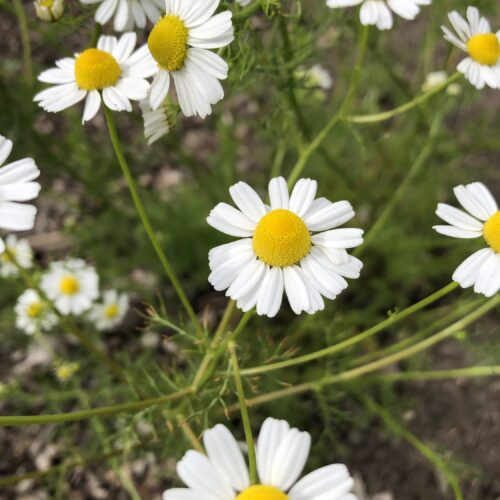 CHAMOMILE, WILD or GERMAN