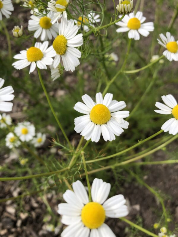 img_6325 CHAMOMILE, WILD or GERMAN