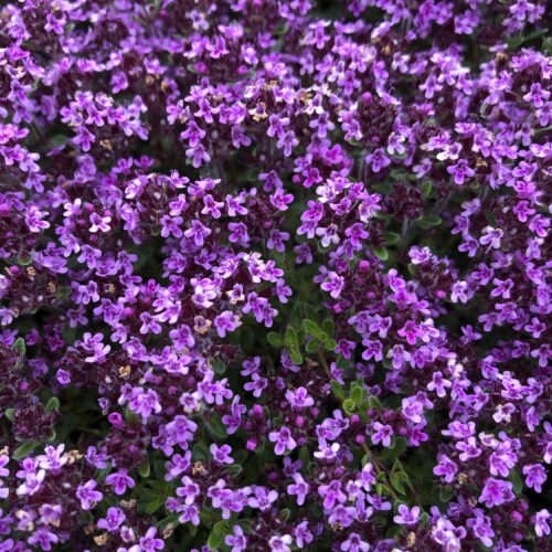 THYME, WILD/MOUNTAIN