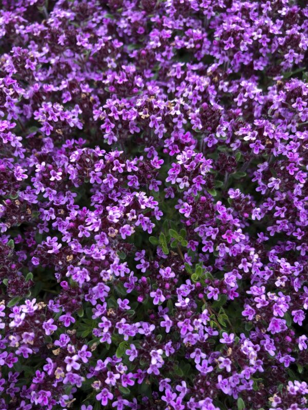 THYME, WILD/MOUNTAIN