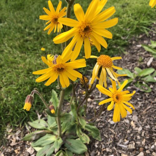 ARNICA,  CATALAN