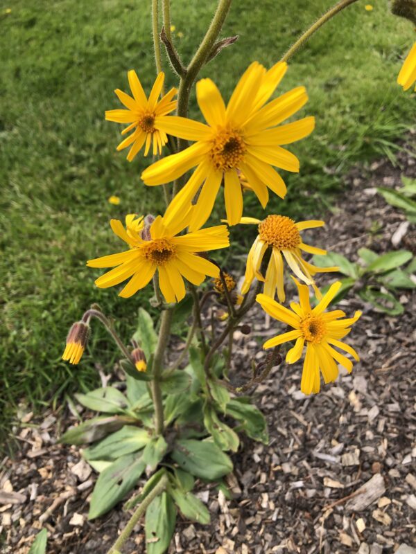 ARNICA,  CATALAN