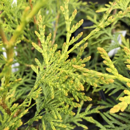 CEDAR, WHITE / ARBOR-VITAE