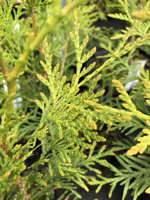 CEDAR, WHITE / ARBOR-VITAE