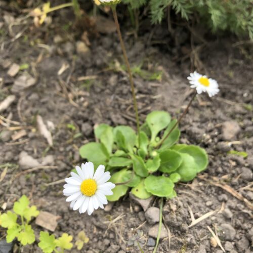 DAISY, COMMON