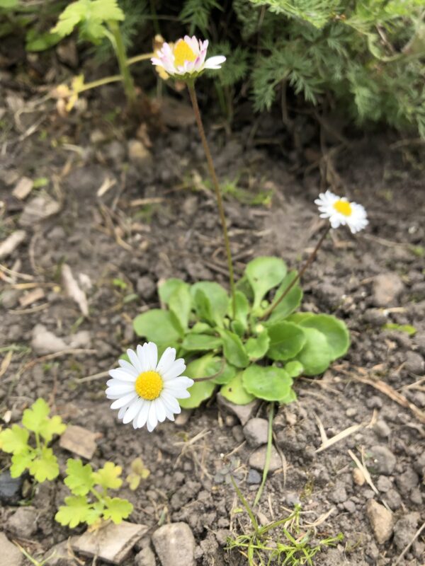 DAISY, COMMON