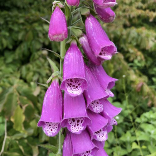 FOXGLOVE