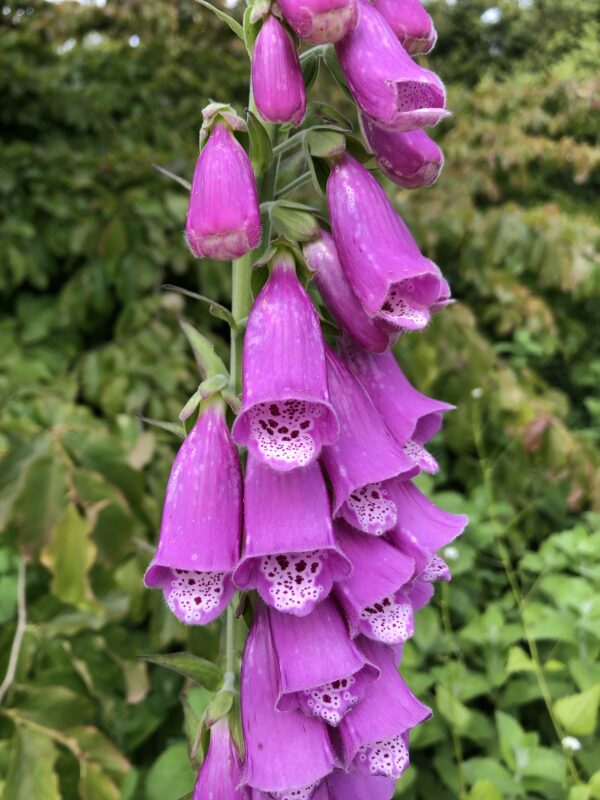 img_6376 FOXGLOVE