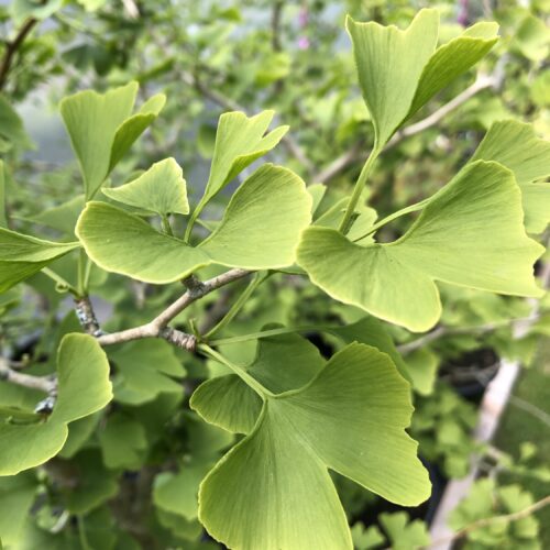 GINKGO BILOBA (Maidenhair Tree)
