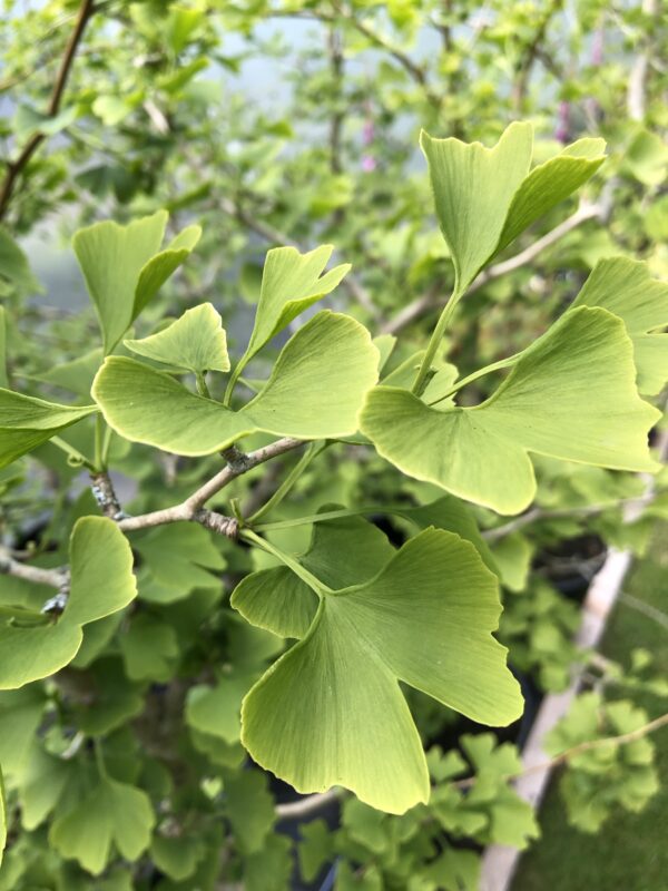 GINKGO BILOBA (Maidenhair Tree)