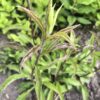 GOLDEN ROD