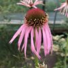 ECHINACEA PALLIDA