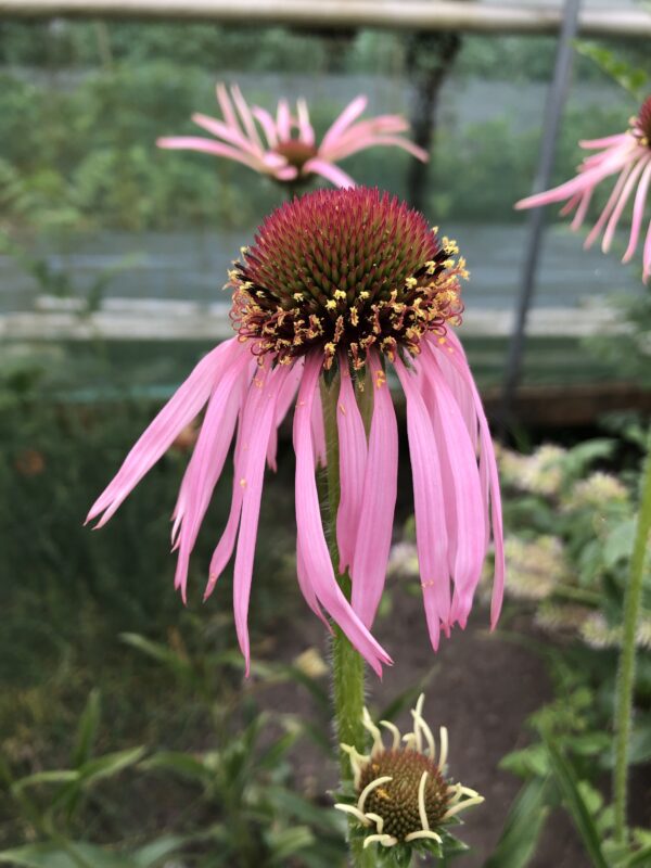 img_6395 ECHINACEA PALLIDA